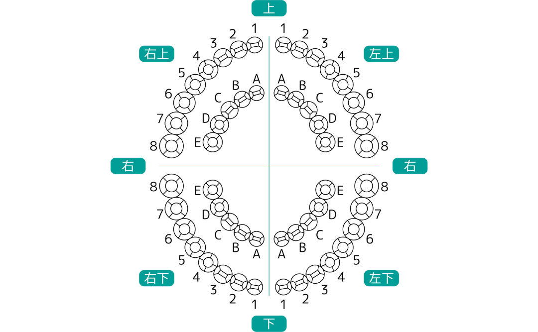 歯の番号｜ムクノキ歯科