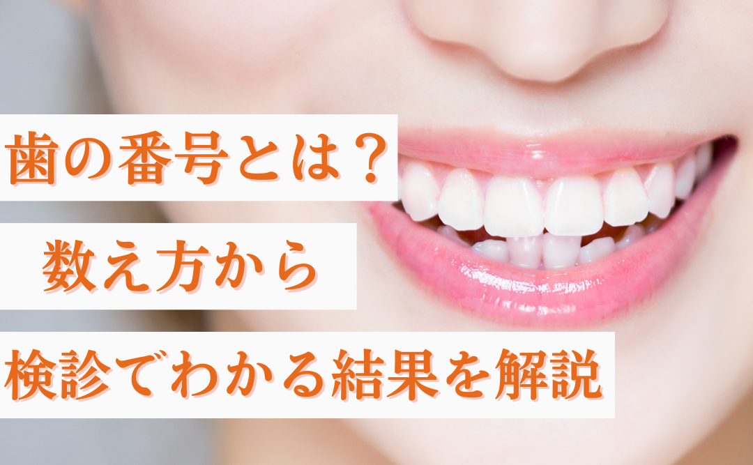 歯の番号とは？数え方から検診でわかる結果を解説｜ムクノキ歯科